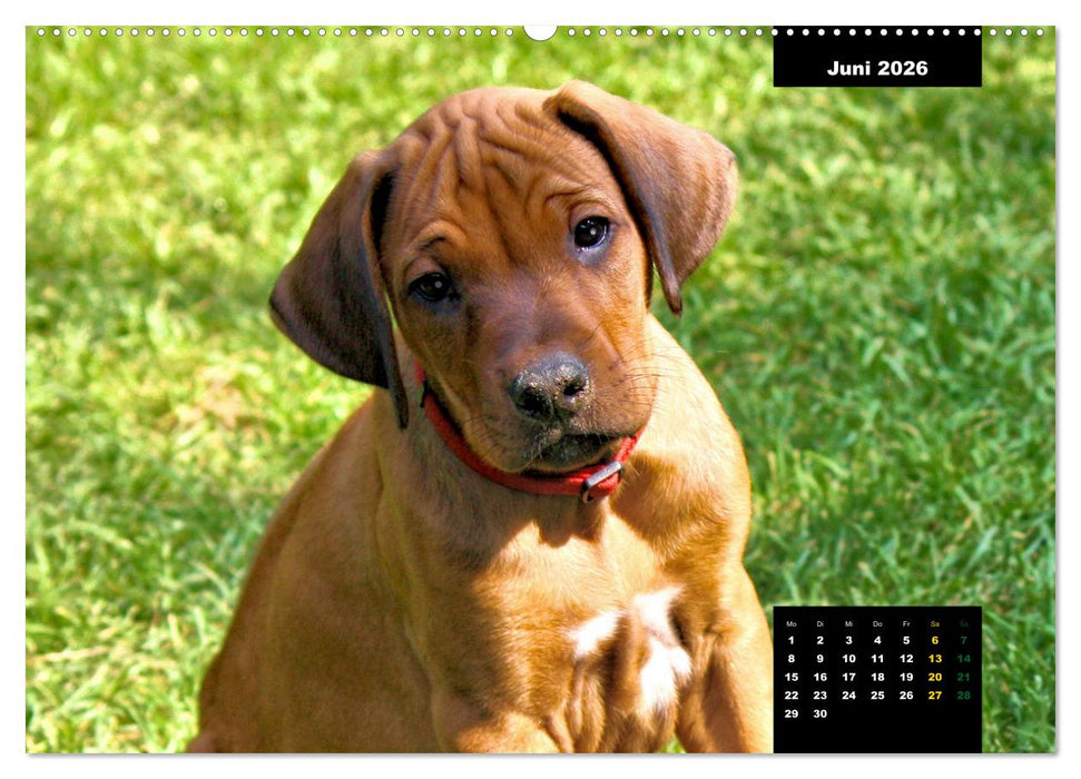 Rhodesian Ridgeback, Charmante Herzensbrecher (CALVENDO Wandkalender 2026)