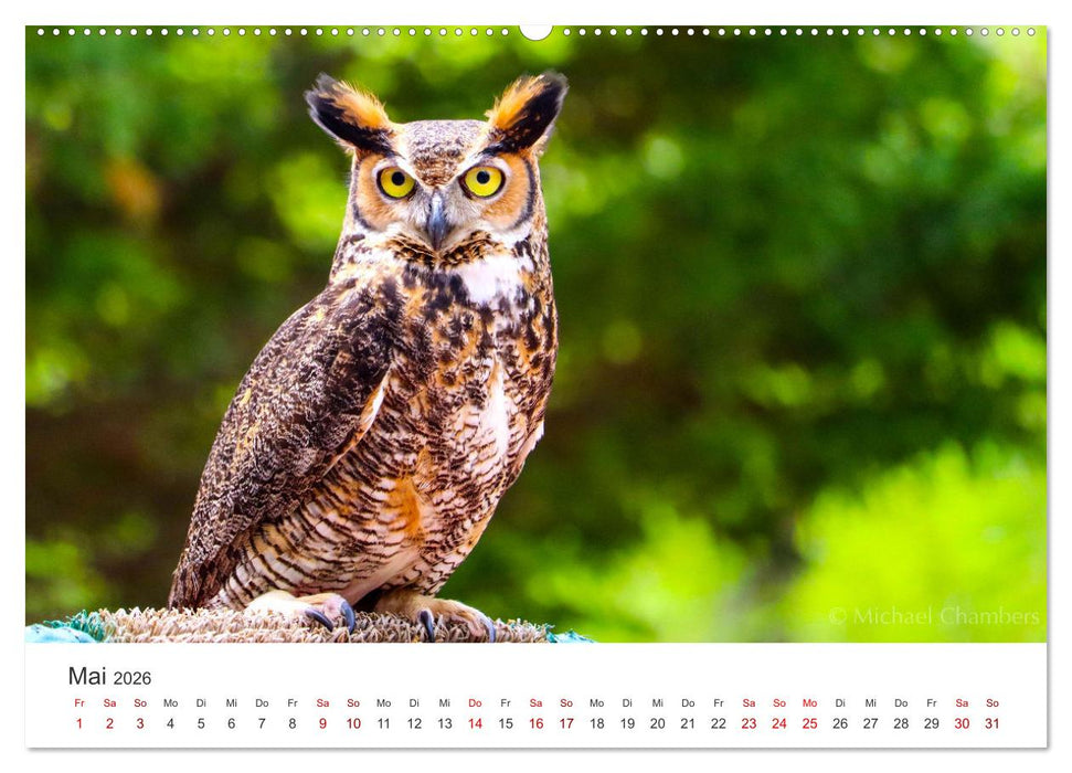 Eulen - Wachsame und geheimnisvolle Augen (CALVENDO Wandkalender 2026)