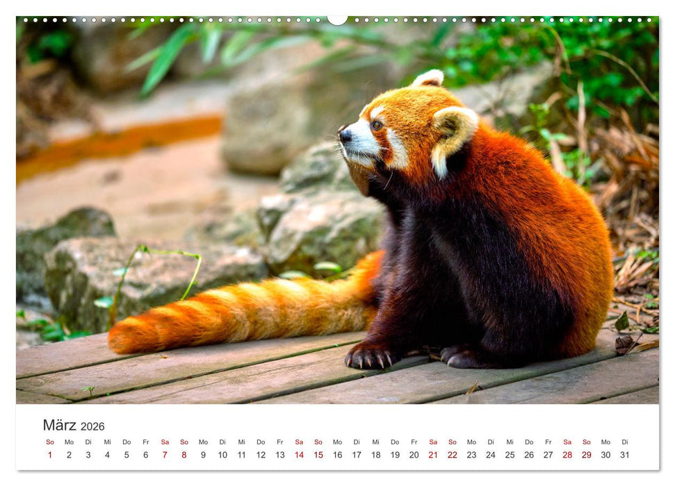 Bären - Pandas, Grizzlybären und Co. (CALVENDO Wandkalender 2026)