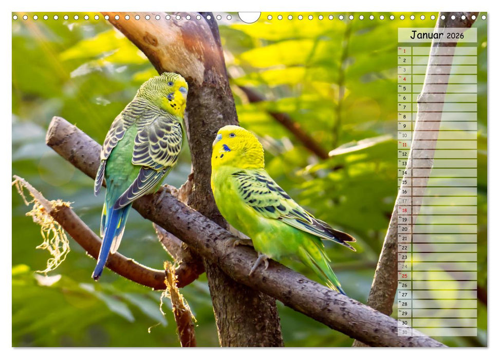 Zauberhafte Wellensittiche (CALVENDO Wandkalender 2026)