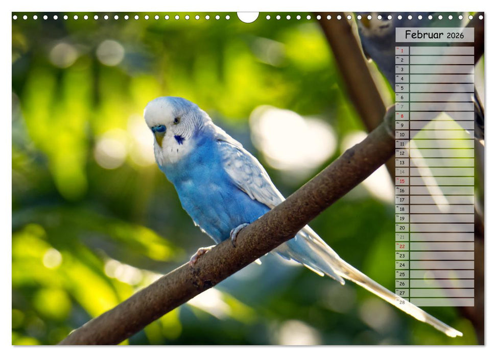 Zauberhafte Wellensittiche (CALVENDO Wandkalender 2026)