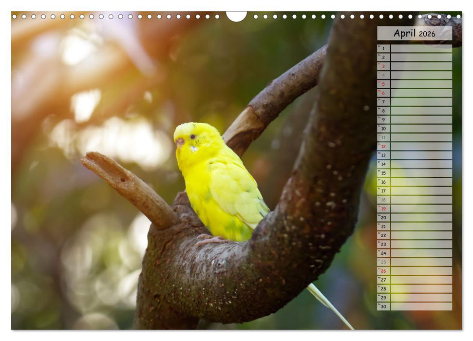 Zauberhafte Wellensittiche (CALVENDO Wandkalender 2026)