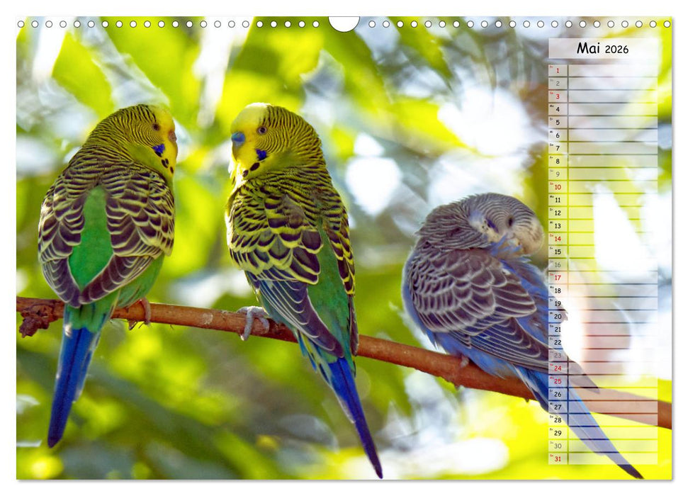 Zauberhafte Wellensittiche (CALVENDO Wandkalender 2026)