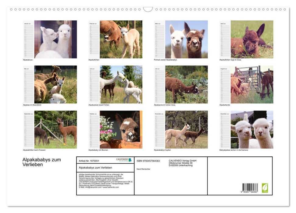 Alpakababys zum Verlieben (CALVENDO Wandkalender 2026)