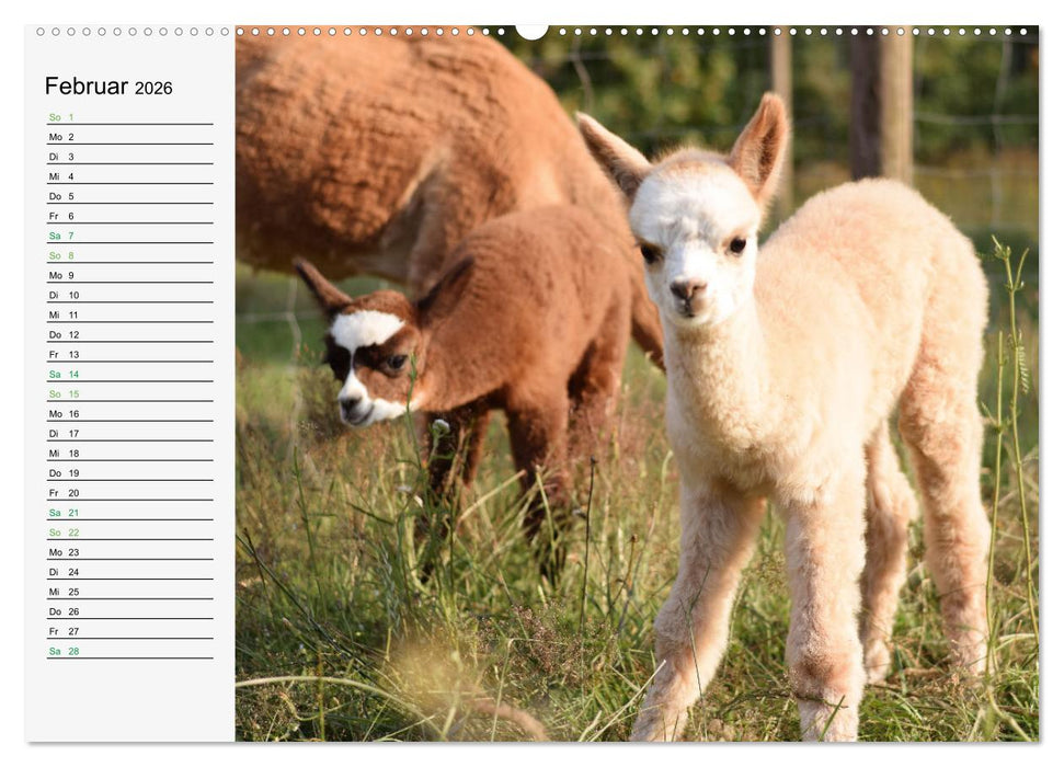 Alpakababys zum Verlieben (CALVENDO Wandkalender 2026)