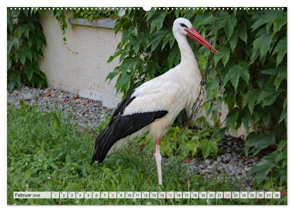 Zeit der Störche (CALVENDO Wandkalender 2026)