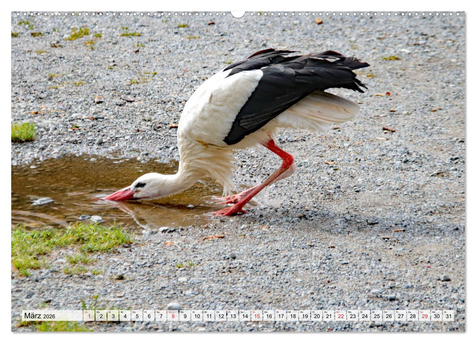 Zeit der Störche (CALVENDO Wandkalender 2026)