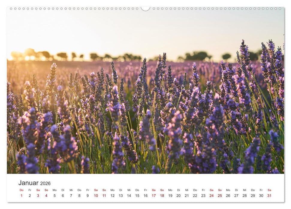 Lavendel - Die violette Wunderblume (CALVENDO Wandkalender 2026)