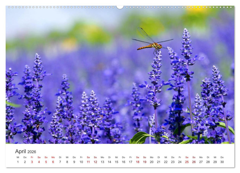 Lavendel - Die violette Wunderblume (CALVENDO Wandkalender 2026)