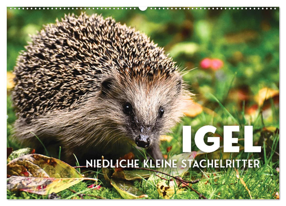 Igel - Niedliche kleine Stachelritter (CALVENDO Wandkalender 2026)