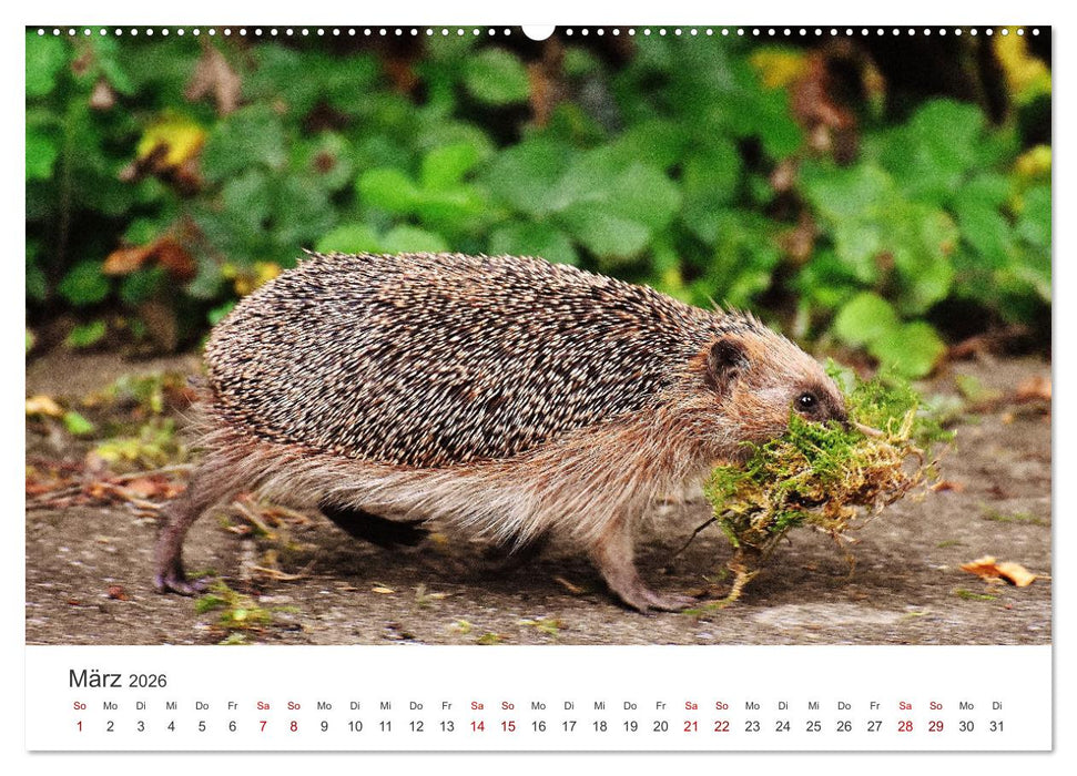 Igel - Niedliche kleine Stachelritter (CALVENDO Wandkalender 2026)