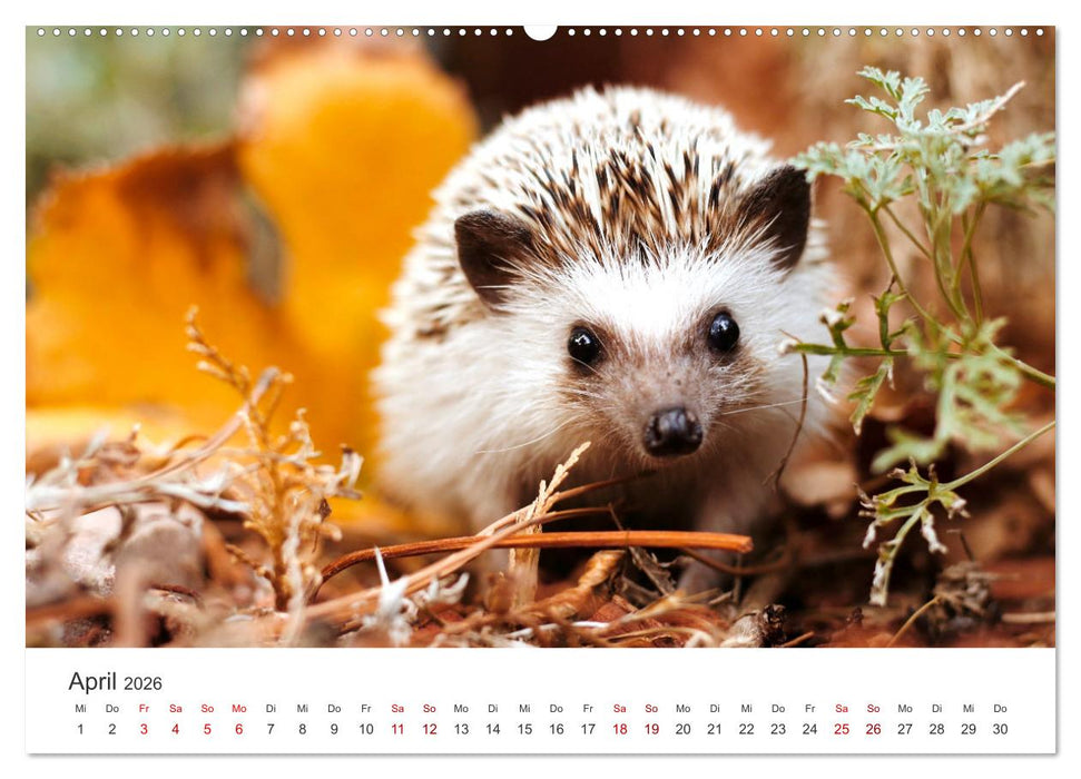 Igel - Niedliche kleine Stachelritter (CALVENDO Wandkalender 2026)