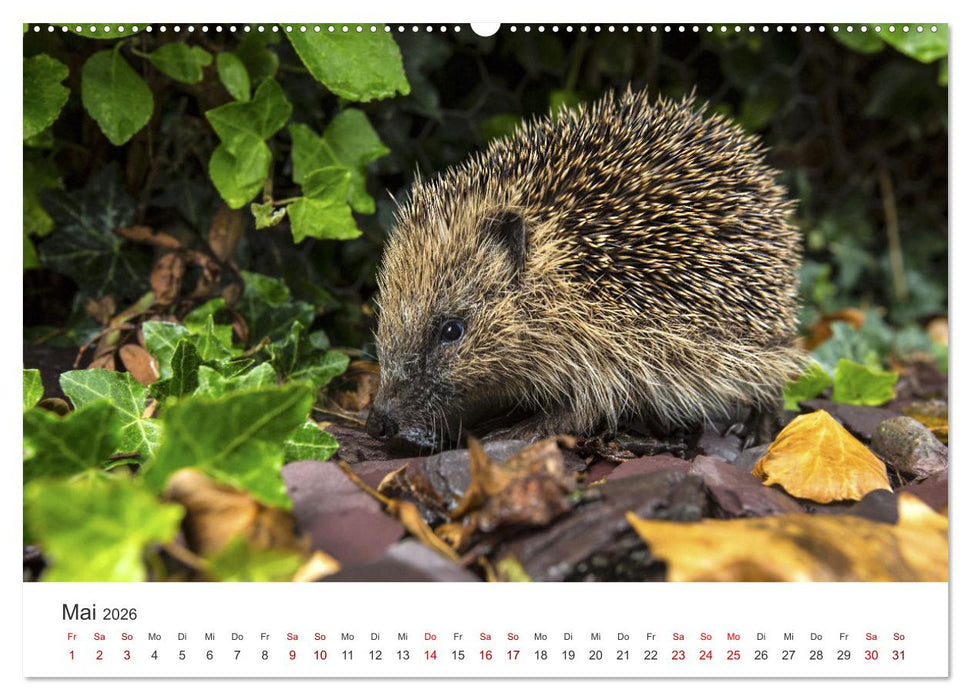 Igel - Niedliche kleine Stachelritter (CALVENDO Wandkalender 2026)