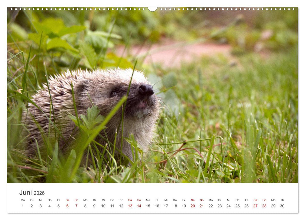 Igel - Niedliche kleine Stachelritter (CALVENDO Wandkalender 2026)