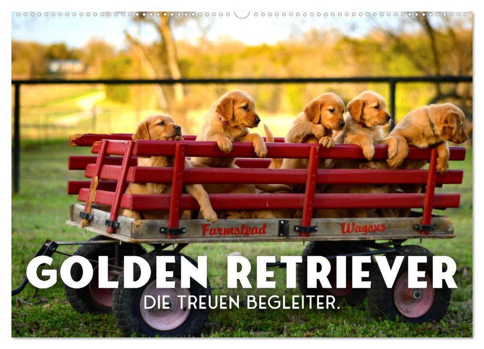 Golden Retriever - Die treuen Begleiter. (CALVENDO Wandkalender 2026)