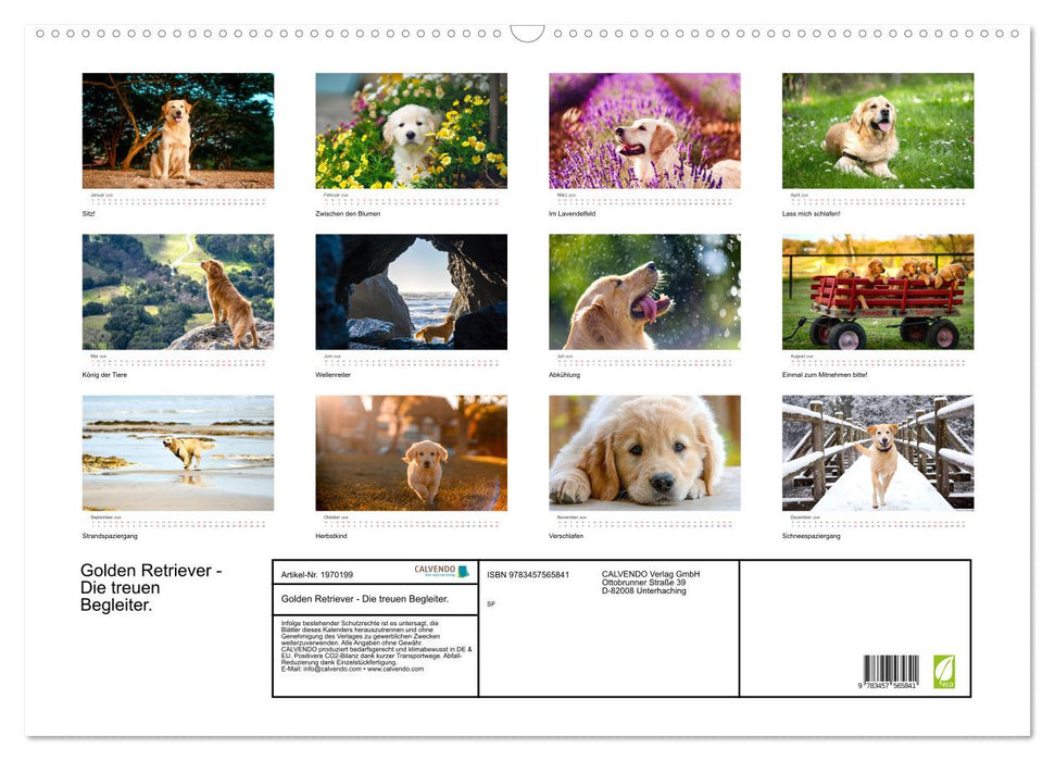 Golden Retriever - Die treuen Begleiter. (CALVENDO Wandkalender 2026)