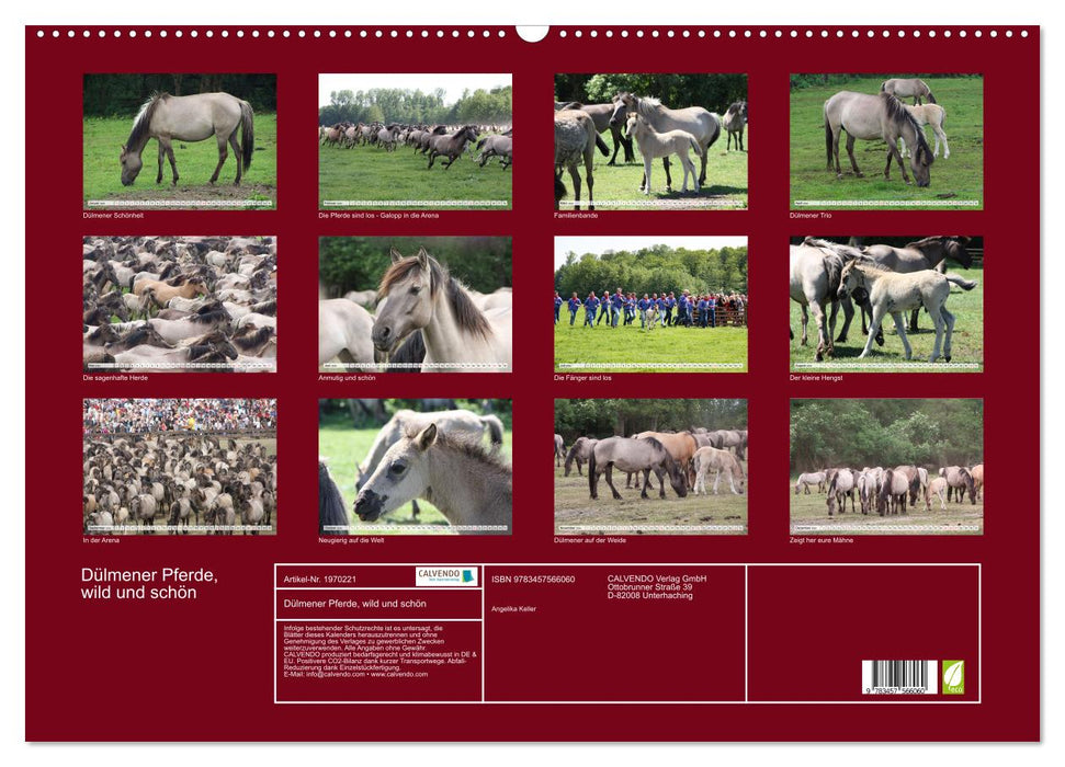 Dülmener Pferde, wild und schön (CALVENDO Wandkalender 2026)