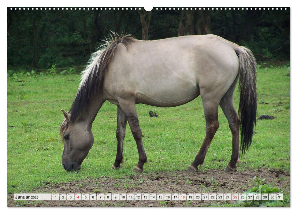 Dülmener Pferde, wild und schön (CALVENDO Wandkalender 2026)