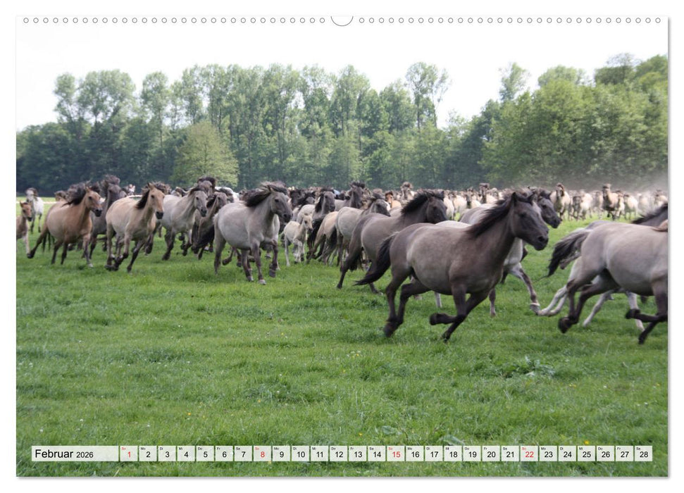 Dülmener Pferde, wild und schön (CALVENDO Wandkalender 2026)
