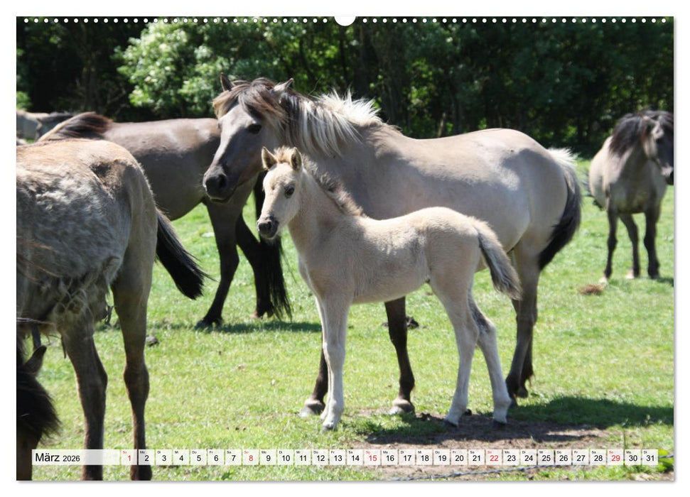Dülmener Pferde, wild und schön (CALVENDO Wandkalender 2026)