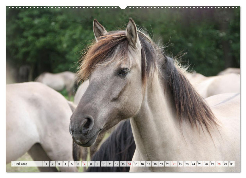 Dülmener Pferde, wild und schön (CALVENDO Wandkalender 2026)