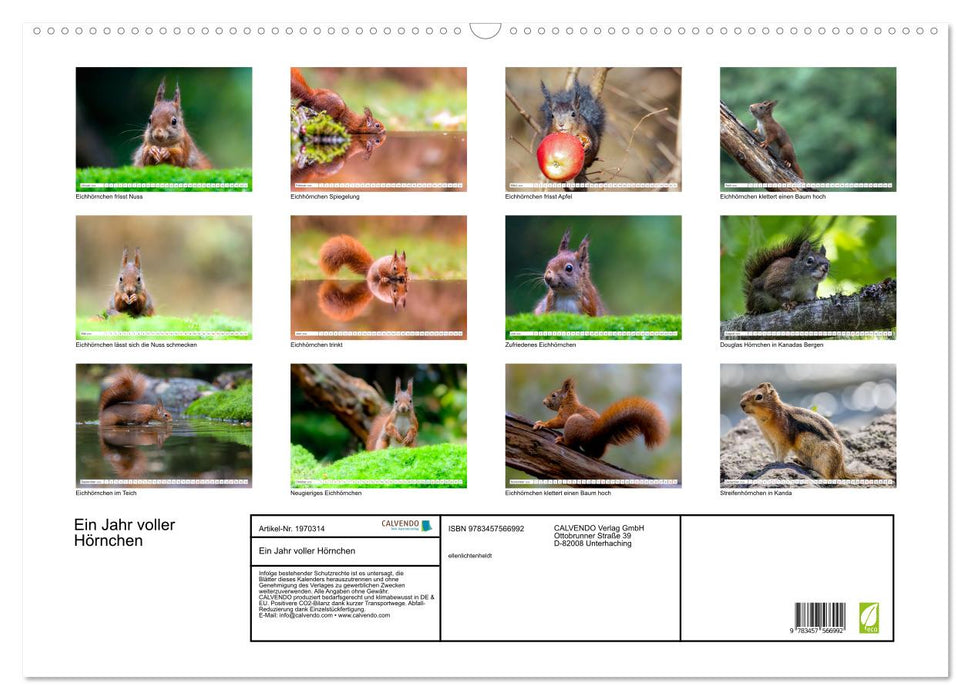Ein Jahr voller Hörnchen (CALVENDO Wandkalender 2026)