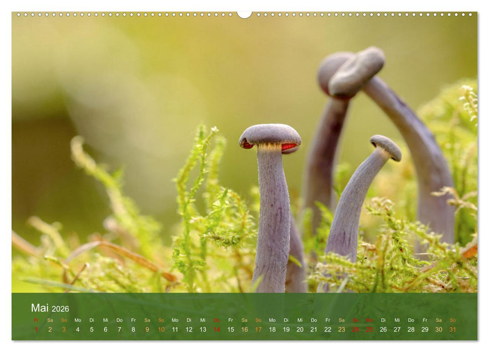Die magische Welt der Pilze (CALVENDO Wandkalender 2026)