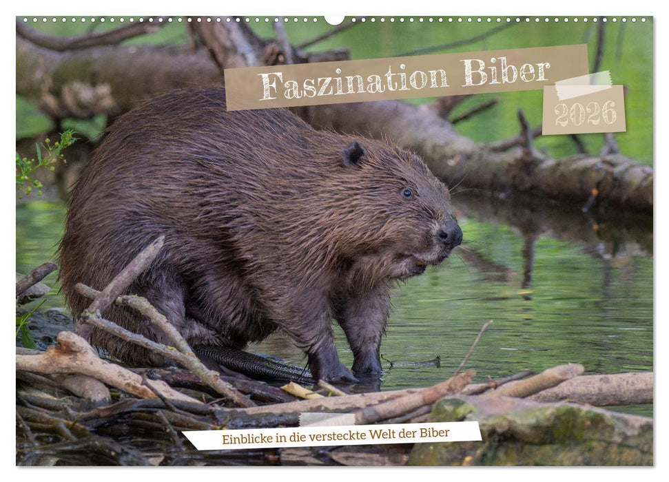 Faszination Biber (CALVENDO Wandkalender 2026)