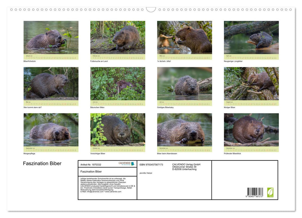 Faszination Biber (CALVENDO Wandkalender 2026)