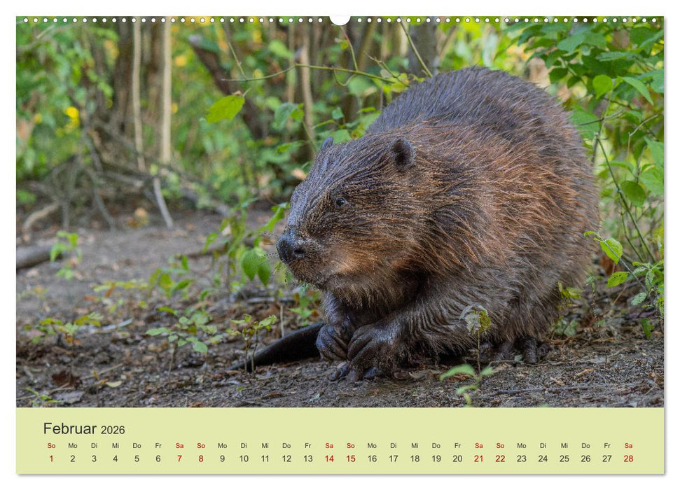 Faszination Biber (CALVENDO Wandkalender 2026)