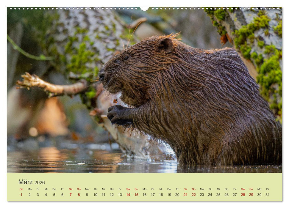 Faszination Biber (CALVENDO Wandkalender 2026)