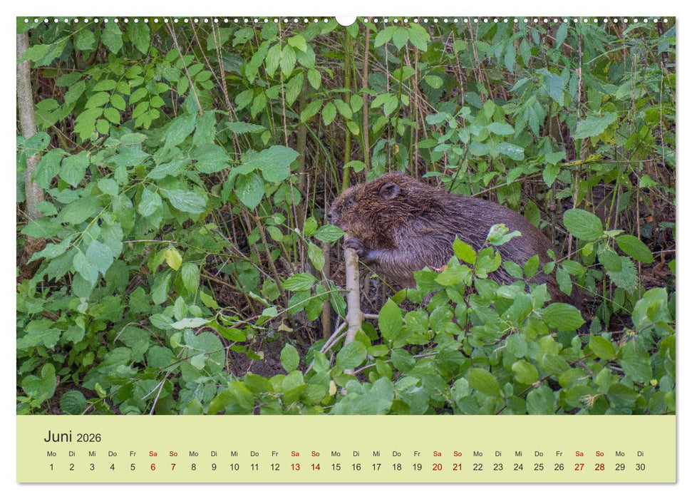 Faszination Biber (CALVENDO Wandkalender 2026)