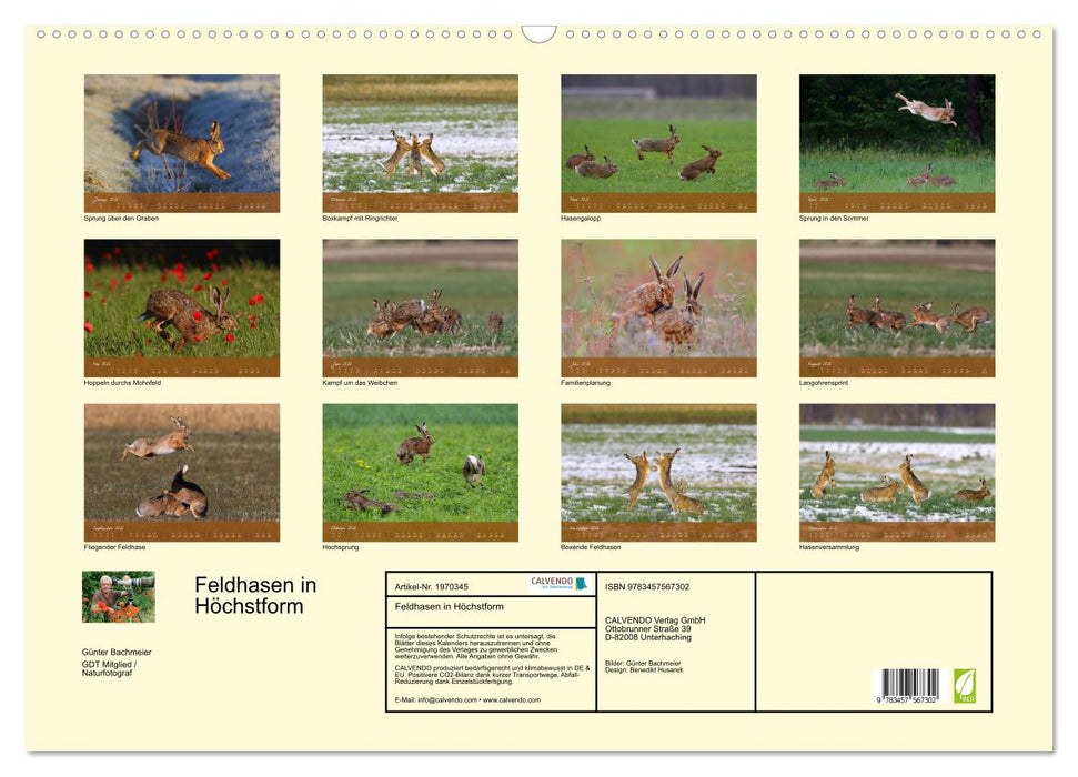Feldhasen in Höchstform (CALVENDO Wandkalender 2026)