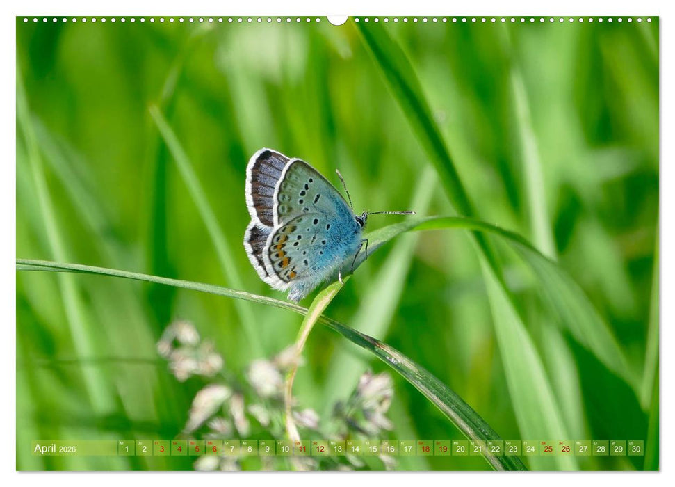Schmetterlingsjahr (CALVENDO Wandkalender 2026)