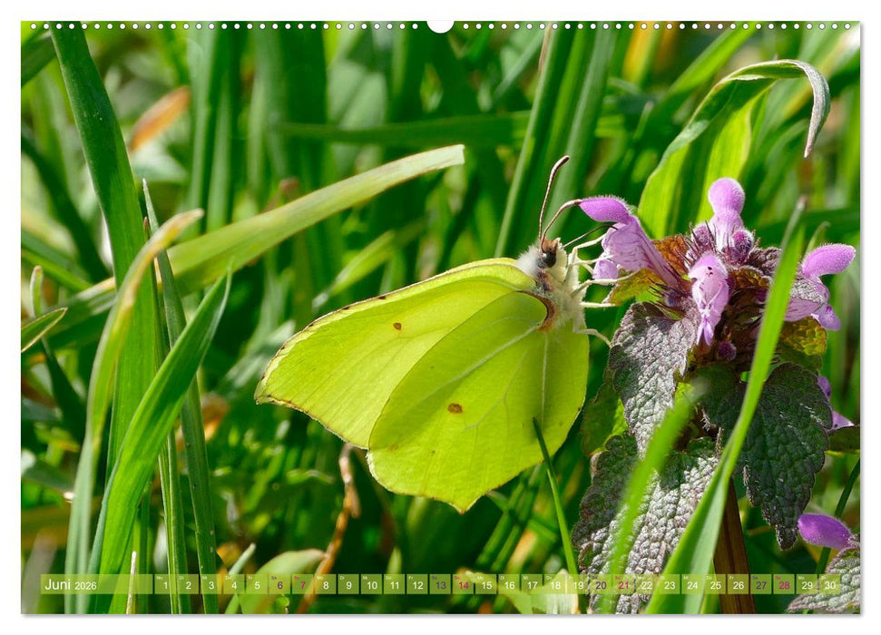 Schmetterlingsjahr (CALVENDO Wandkalender 2026)