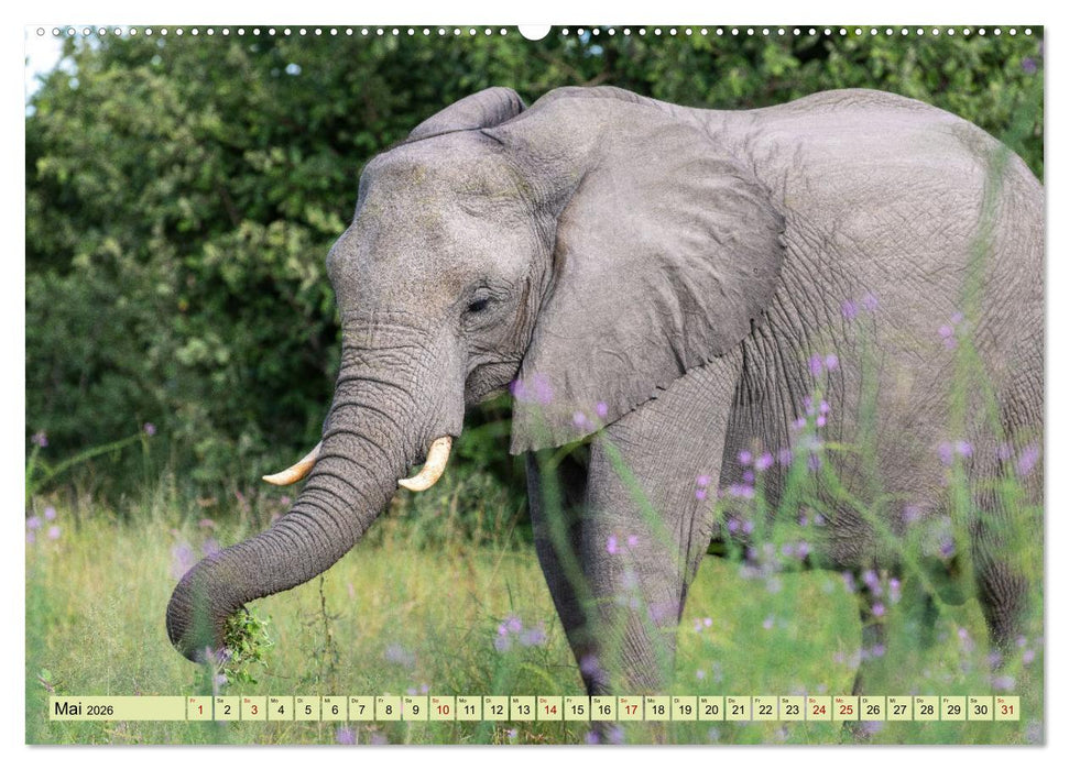 Wildes Okavangodelta (CALVENDO Wandkalender 2026)