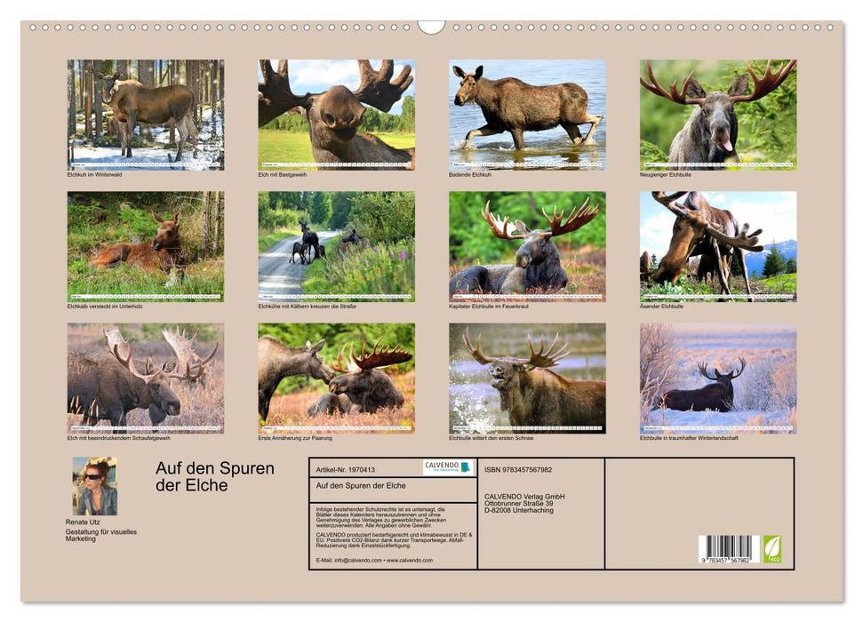 Auf den Spuren der Elche (CALVENDO Wandkalender 2026)