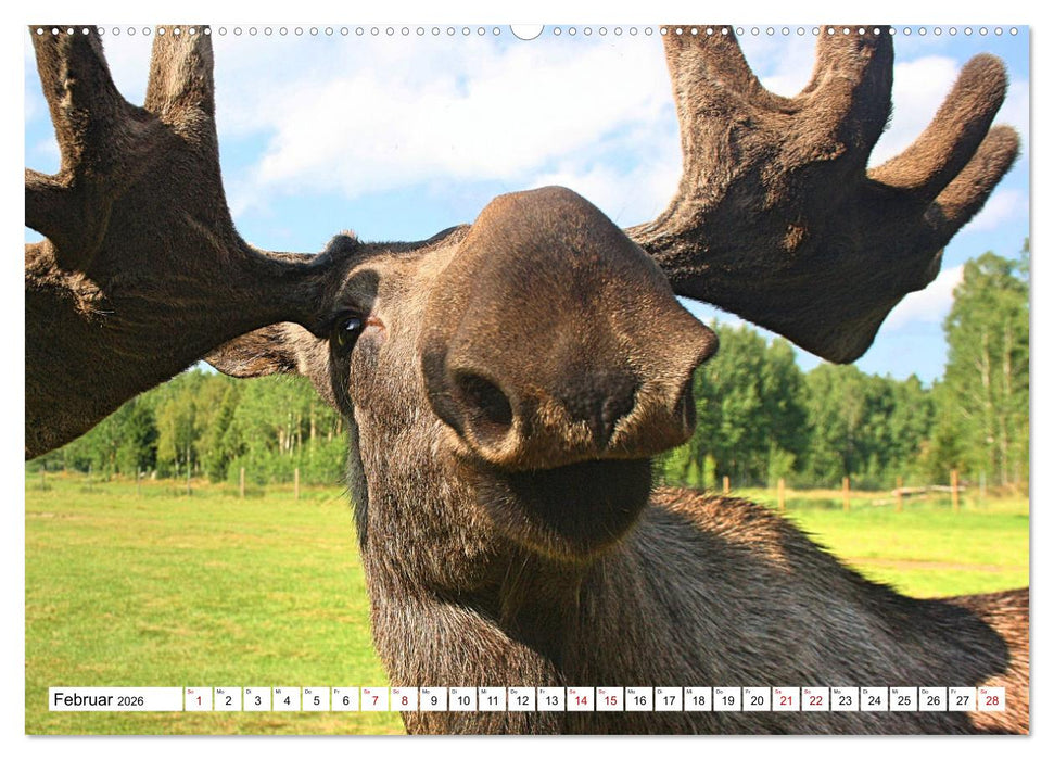 Auf den Spuren der Elche (CALVENDO Wandkalender 2026)