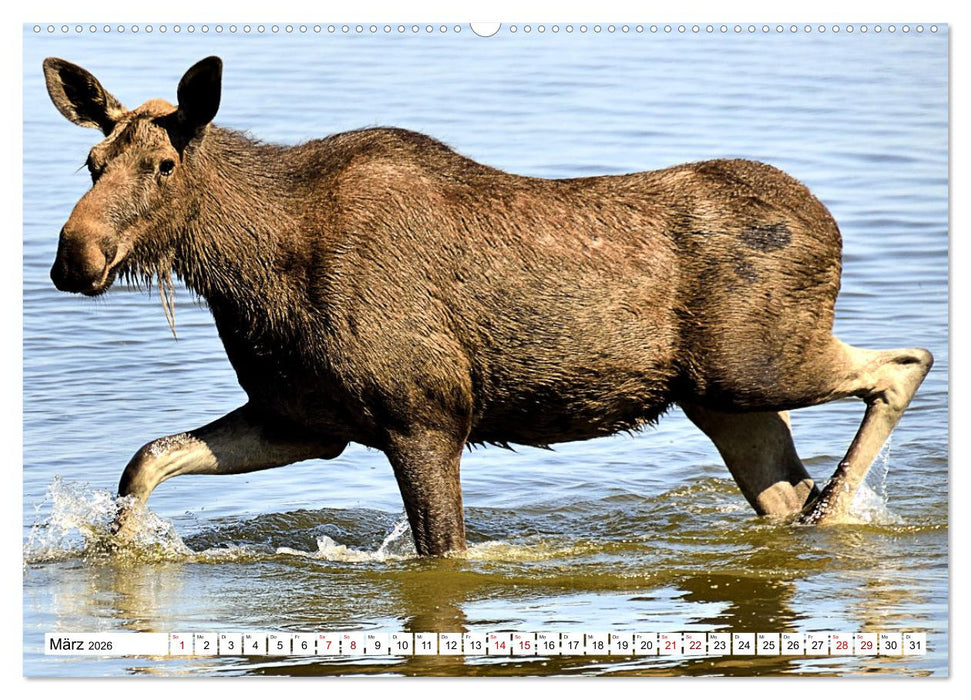 Auf den Spuren der Elche (CALVENDO Wandkalender 2026)