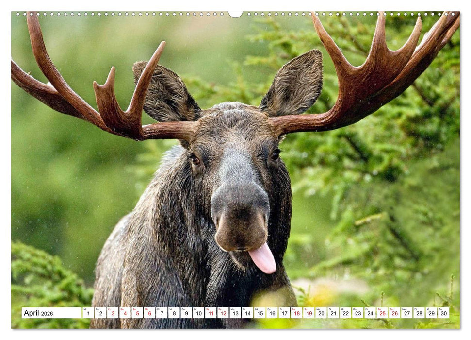 Auf den Spuren der Elche (CALVENDO Wandkalender 2026)