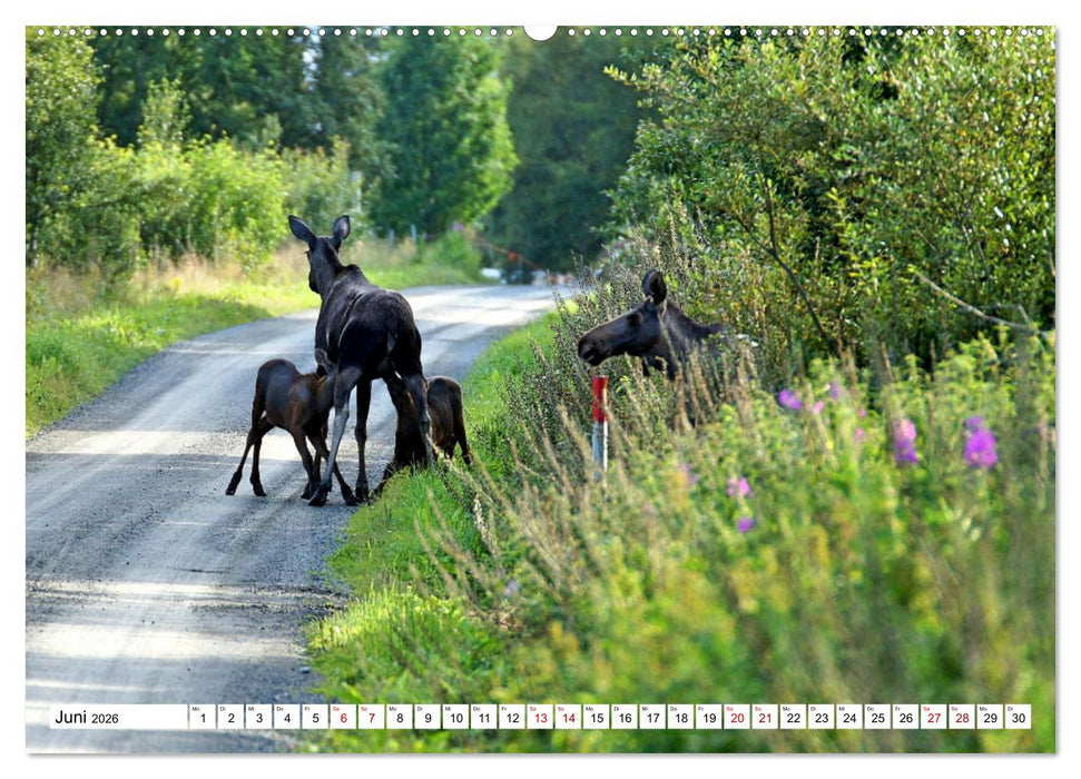 Auf den Spuren der Elche (CALVENDO Wandkalender 2026)