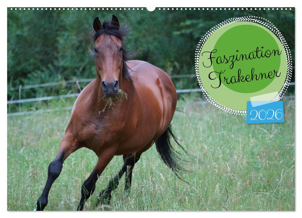 Faszination Trakehner (CALVENDO Wandkalender 2026)