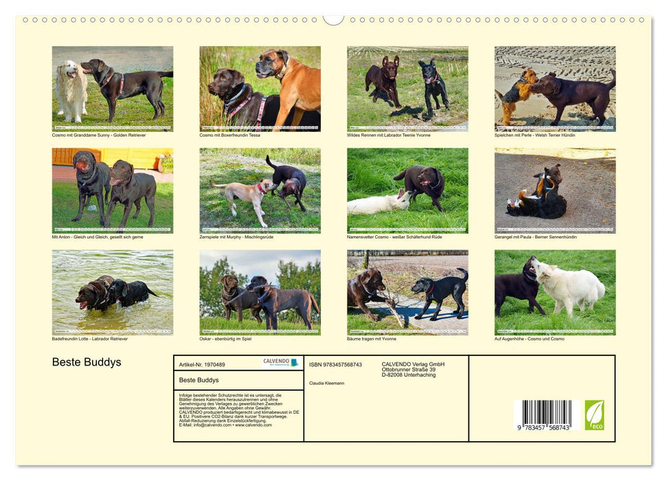 Beste Buddys (CALVENDO Premium Wandkalender 2026)