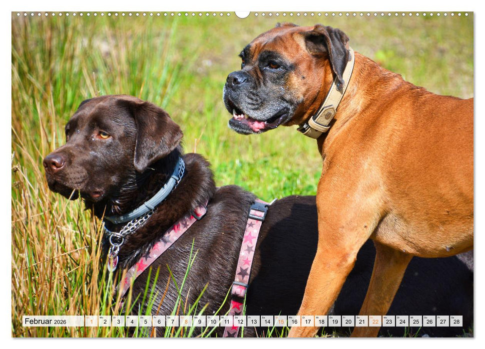 Beste Buddys (CALVENDO Premium Wandkalender 2026)