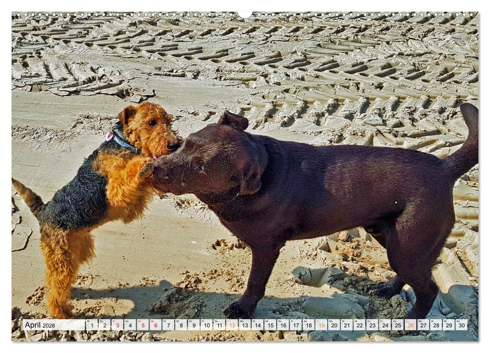 Beste Buddys (CALVENDO Premium Wandkalender 2026)