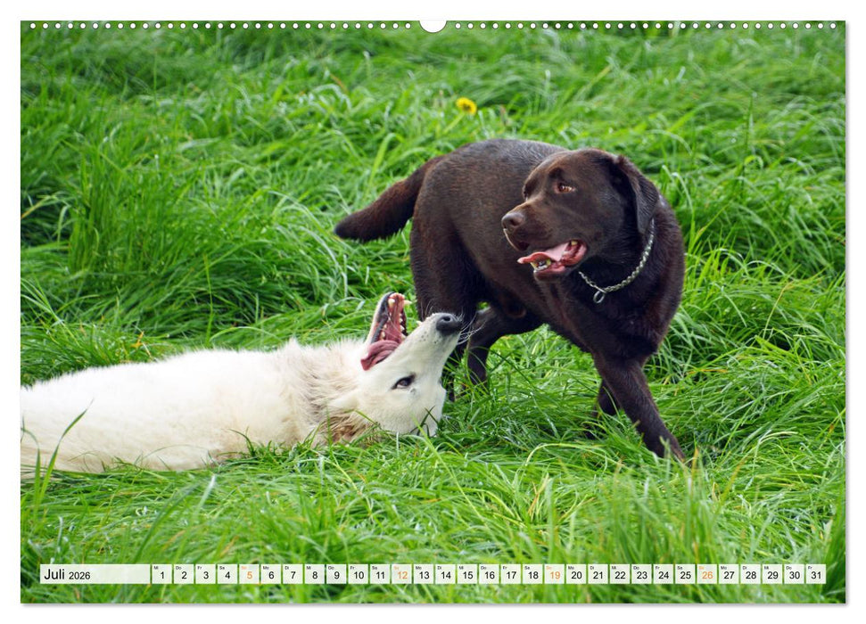 Beste Buddys (CALVENDO Premium Wandkalender 2026)