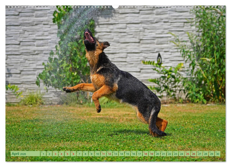 Faszination Schäferhundwelpe (CALVENDO Premium Wandkalender 2026)