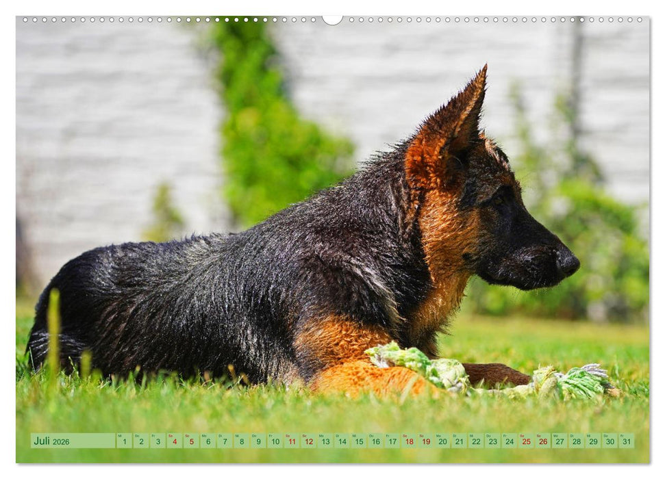 Faszination Schäferhundwelpe (CALVENDO Premium Wandkalender 2026)