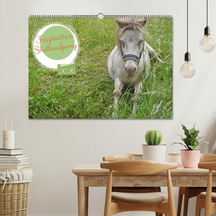 Faszination Shetlandpony (CALVENDO Wandkalender 2026)