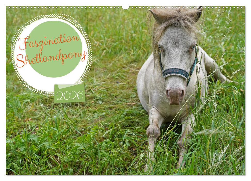 Faszination Shetlandpony (CALVENDO Wandkalender 2026)
